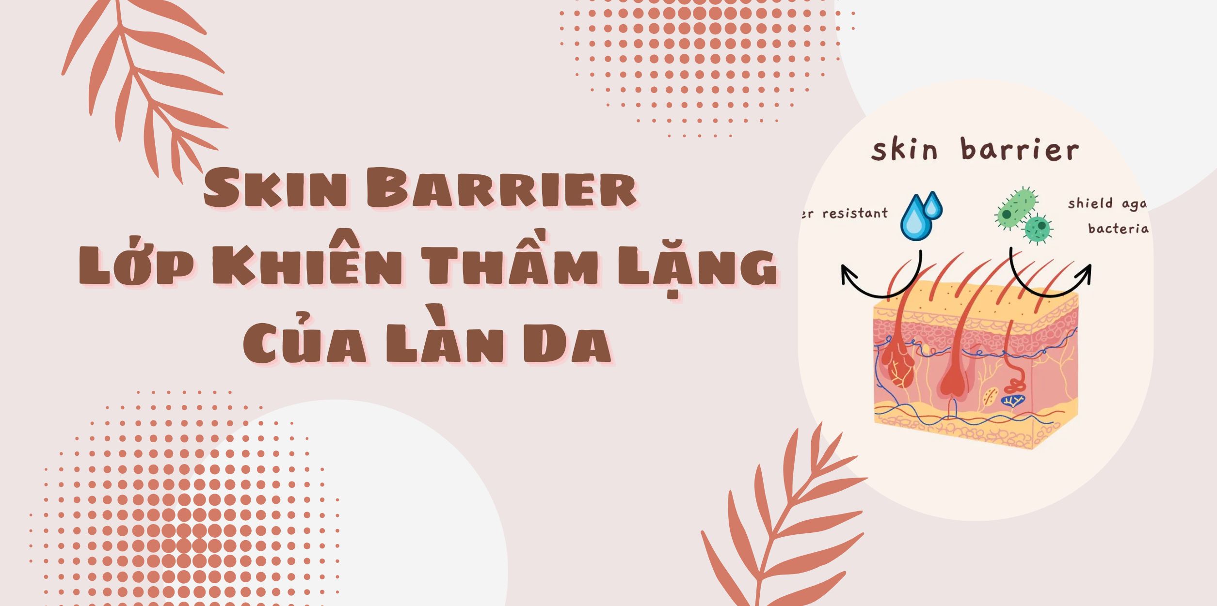 Skin Barrier: Lớp Khiên Thầm Lặng Của Làn Da